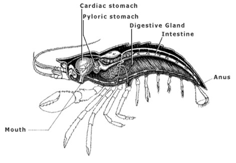 Crayfish - Comparative Anatomy
