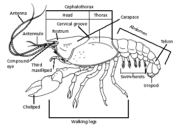 Crayfish Chart
